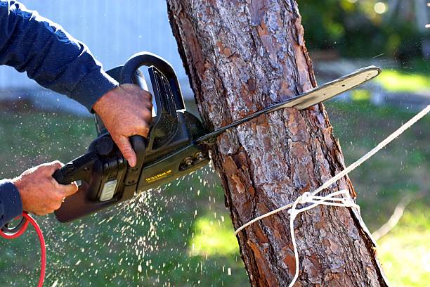 Best Tree and Shrub Care  in USA